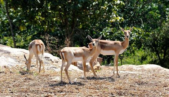 Bannerghatta Biological Park