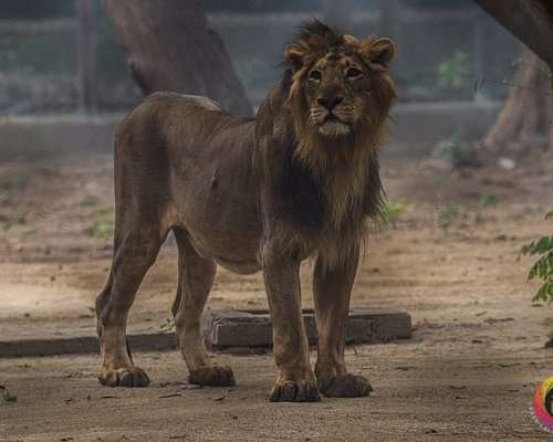 Sanjay Gandhi Biological Park